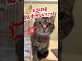 にゃんこ英会話！「野良猫」は英語で何という？ shorts cat ねこ english 保護猫 英会話 英語学習