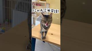 にゃんこ英会話！「野良猫」は英語で何という？ #shorts #cat #ねこ #english #保護猫 #英会話 #英語学習