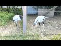 20241021 上野動物園　ヘビクイワシのご飯が気になる オグロヅル