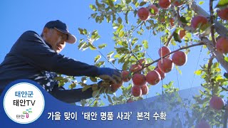 태안TV - 가을 맞이 `태안 명품 사과' 본격 수확