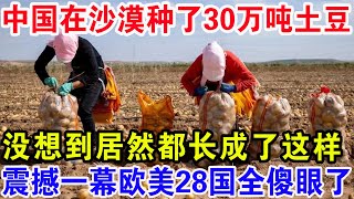 中国在沙漠种了30万吨土豆，没想到居然都长成了这样，震撼一幕欧美28国全傻眼了