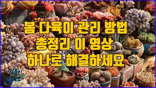 봄 다육이 관리방법 총정리 이걸로 마무리 하세요(succulent, たにくしょくぶつ)