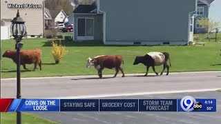 Cows on the loose