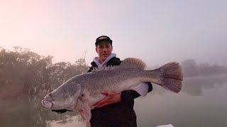 Livescope Murray Cod (POV)