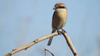 二子玉川野鳥観察図鑑 百舌鳥　モズ　雄 多摩川遊園　岸辺　探鳥散歩 2021年3月15日