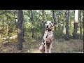 The Best Way How to Train a Dalmatian