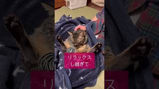 【肉球祭り】ママのひざの上が一番大好きな場所過ぎて大事な部分を大公開しちゃた猫（フウト君）#cat #japanesecat #保護猫#癒し#かわいい #ねこ