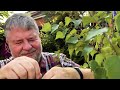 silver birch bonsai transformed yamadori to bonsai beauty