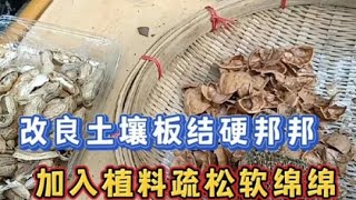 如何持續去改良避免土壤板結硬邦邦，這些植料的使用你不要錯過！# 土壤板結#土壤改良