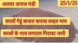 अलवर अनाज मंडी सरसों के भाव में लगातार गिरावट जारी #sarso_mandi_bhav_today