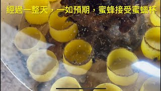 城市養無螫蜂 Stingless bees 野蜂蠟製作的蜜蠟杯 無螫蜂（銀蜂）能接受嗎？