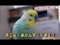 ☆切り抜き☆怒られたインコはどうした？🐥関西弁のくーちゃん🐥切り抜き