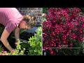 moving u0026 dividing perennials in the fall 🌿🌿 perennial gardening perennials flowers zone 8