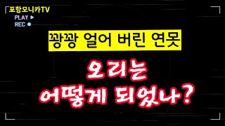 꽝꽝 얼어 버린 연못 오리야 봄이 오고 있어 고생 했다