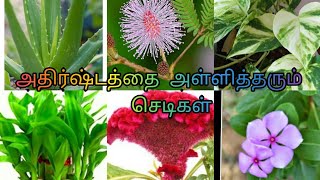 அதிர்ஷ்டத்தை அள்ளித்தரும் செடிகள்.  Lucky vasthu plants for good wealthy.#luckyplants #vasthuplants