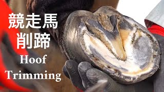 競走馬の除鉄・削蹄作業#17  Race Horse Hoof Trimming