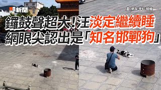 廟會敲鑼打鼓！知名邯鄲狗淡定繼續睡😴｜寵物動物｜狗狗｜福安宮｜精選影片