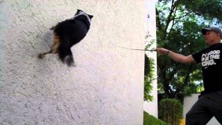 BAD ASS DOG 2