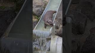 流しそうめん、ならぬ、流しカワウソ🦦