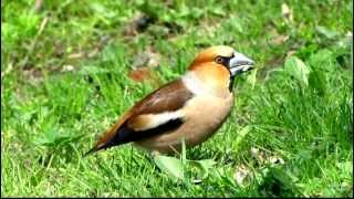 Dlask tlustozobý Coccothraustes coccothraustes Hawfinch