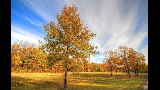 Comment passez un Splendide Automne