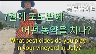 포도농사 성숙기 7월달 어떤 포도농약을 치나? What kind of pesticide do you put on the vine in July?