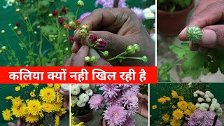 कलिया क्यों खिल नही रही है | Two Big Problems and Their Solutions in Chrysanthemum