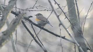 HIMALAYAN BLUETAIL FEMALE