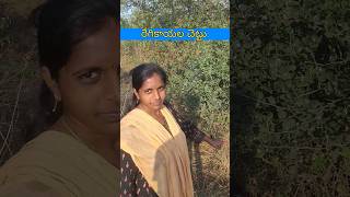 రేగి కాయల చెట్టు | village lifestyle రేగిపళ్ళు