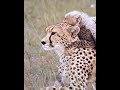 Cheetah cub and Mom enjoying each other