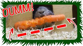 Sind MEERSCHWEINCHEN einfach nur DUMM!? | Die Meeries