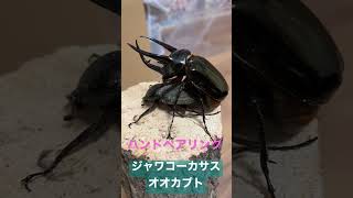 ジャワコーカサスオオカブト ハンドペアリング