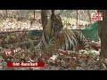 bandhavgarh tiger dead बांधवगढ़ टाइगर रिजर्व में एक और बाघ की मौ