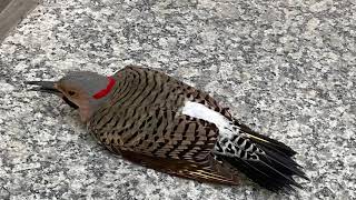 Woodpecker Hit The Window