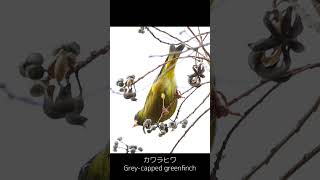 カワラヒワ/Grey-capped greenfinch