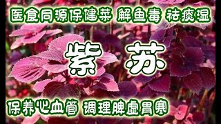 紫苏 - 最好的保健菜 | 全身都是宝 | 不用育苗越长越多的蔬菜 | Perilla, the healthiest and easiest to grow