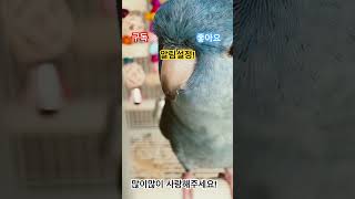 앵무새#힐링#귀욤뽀짝(?)