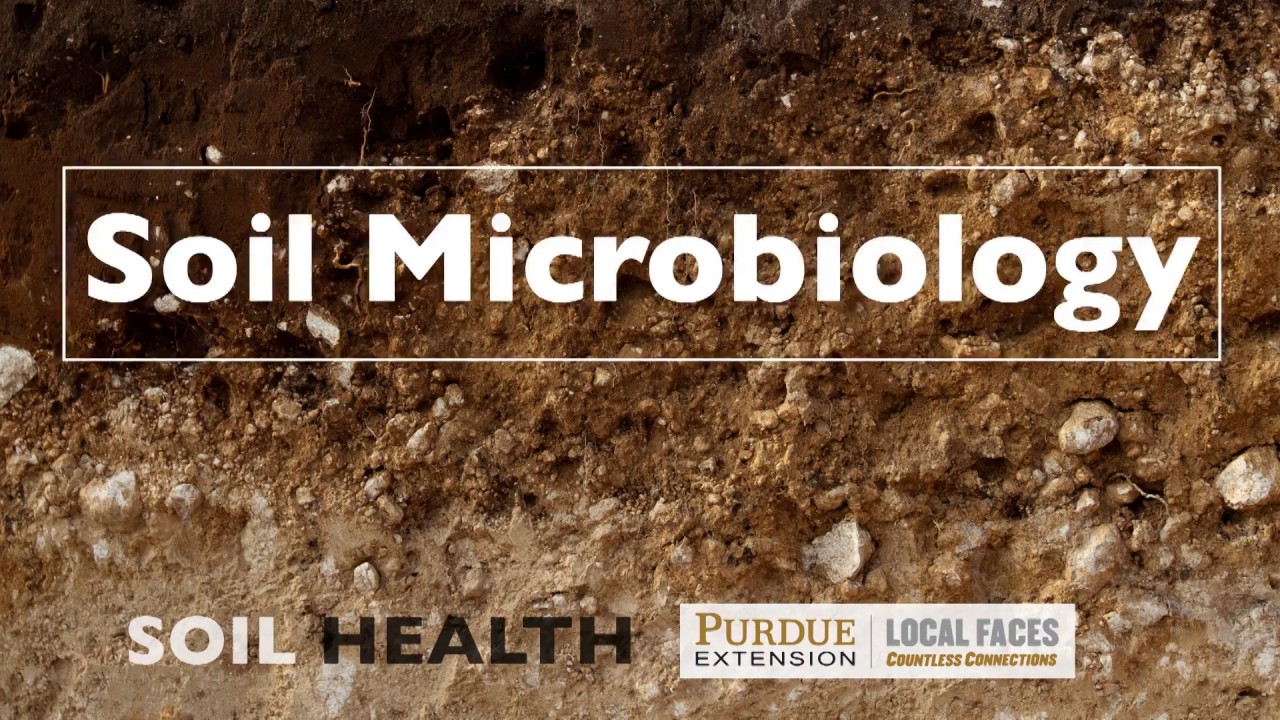 Soil Basics: Soil Microbiology - YouTube