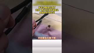 河北一男子充完电不拔插头，自燃差点引发火灾。有这习惯的要注意了。#shorts #河北 #新闻 #热点