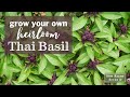 Sow Right Seeds | Thai Basil