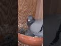 シルたん、ただいま☺️今日も動画アップしますので、ご視聴お願いします🥹 pigeon pigeonlover pigeons レース鳩 鳩 鳥 shorts