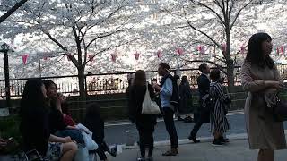 東京お花見散歩　満開　目黒川の桜　2018.3.28  Sakura