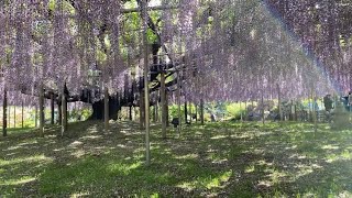 【ふじのはな物語2021】ふじの花が満開です。【栃木県足利市】