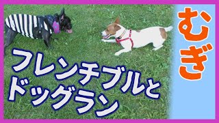 【わんこ】ドッグランでフレンチブルと走るジャックラッセルテリアのむぎの巻【犬動画】