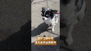 【チワワ】８ヶ月パピー　外はまだ怖い様子か【お散歩】 #dog #犬 #cute #chiwawa #チワワ#パピー #いぬすたぐらむ