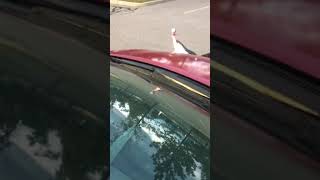 Wild Turkey HONKING 🦃 Squaking Pecking And Chases the Car 🚗🤣😂🤪