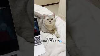 我怀疑我家猫是人变得…雪饼最后跑进来也太宠了吧☺️#猫咪的迷惑行为   抖音