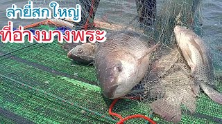 Cast a net, Bang Phra Ang, Ep5, big Yisok fish #cast a net to catch fish #cast a net #find fish