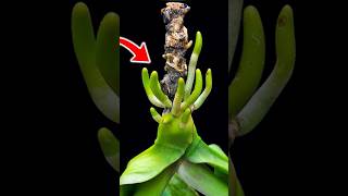 Just one piece of aloe vera! Orchid roots can be revived immediately and easily #plants #orchid