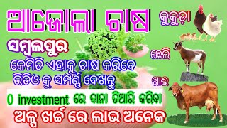 Azolla farming in odisha/Kukuda Dana/ଆଜୋଲା ଚାଷ ଓଡ଼ିଶା 2021